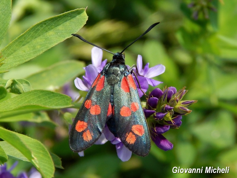 Zygaena filipendulae